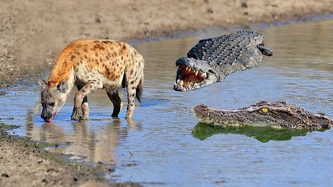Danger Is Approaching!! Hyena Destroyed Her Own Life