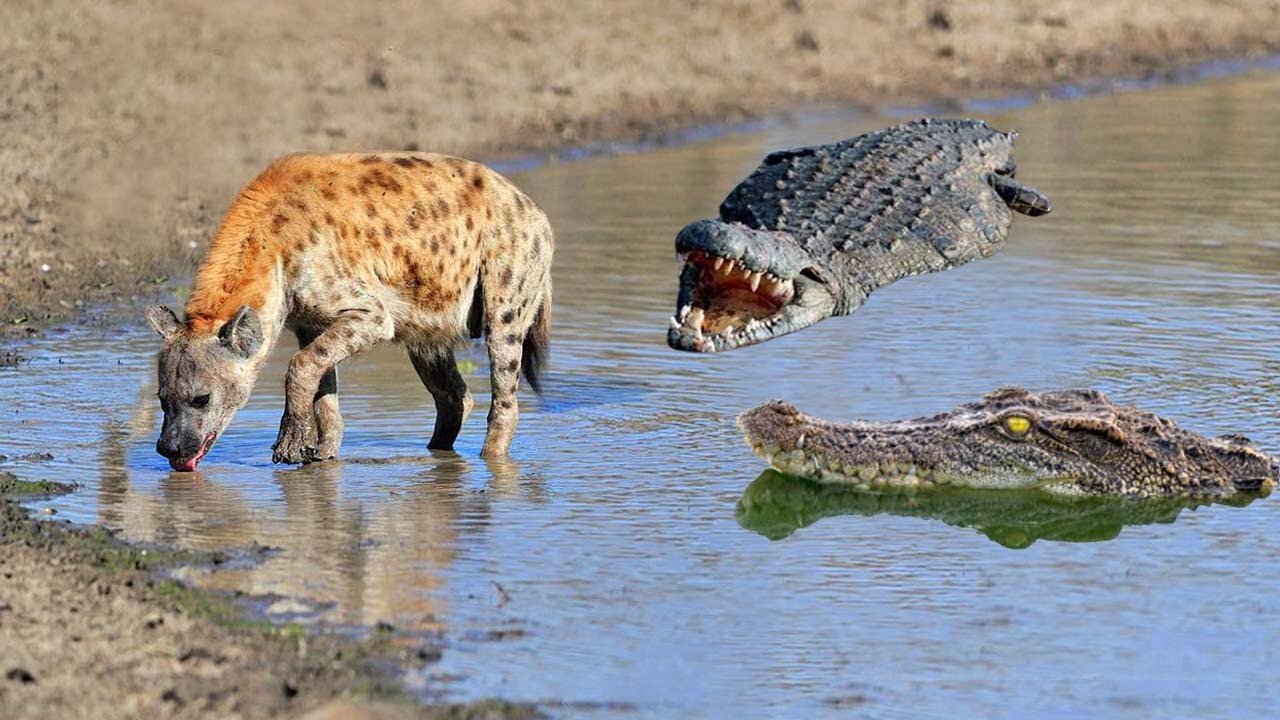 Danger Is Approaching!! Hyena Destroyed Her Own Life
