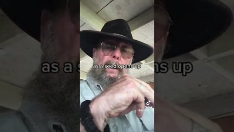 Starting a tray of microgreens; broccoli