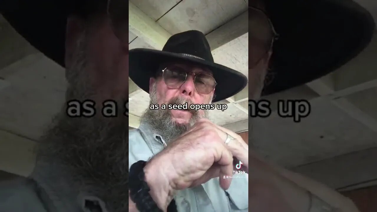 Starting a tray of microgreens; broccoli