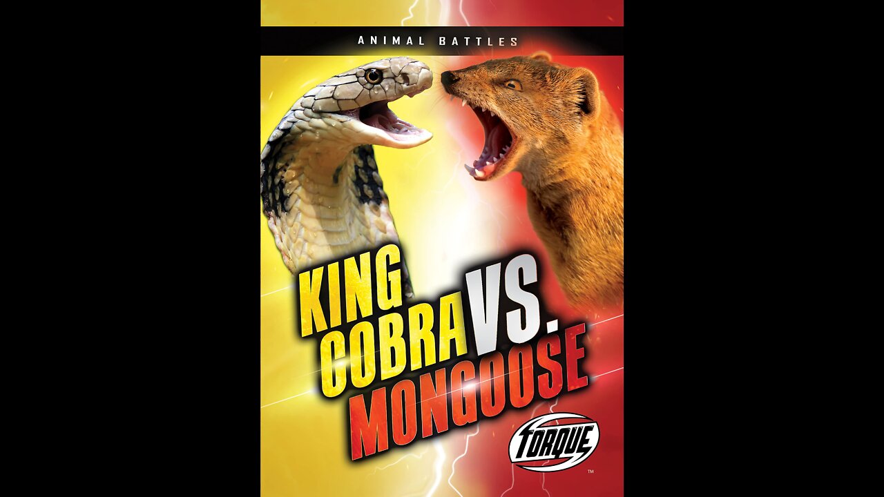 Amazing World Animals Competition The Best Fight of King Cobra vs Mongoose