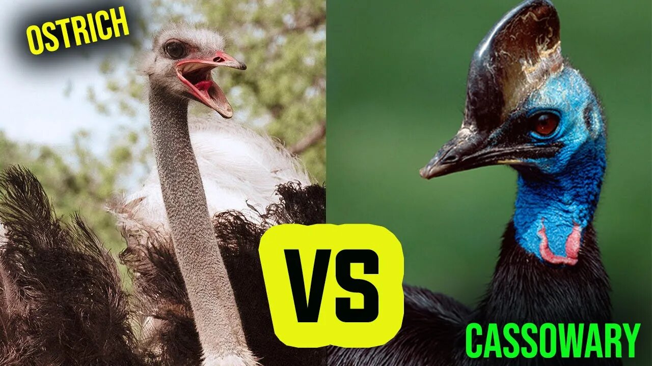 WHO WOULD PREVAIL IF OSTRICH FOUGHT A CASSOWARY - HD