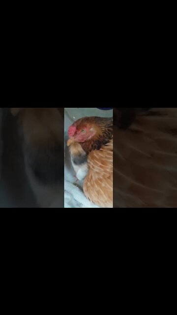 Tá bicando o olho da tua mãe?