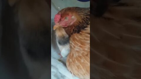 Tá bicando o olho da tua mãe?
