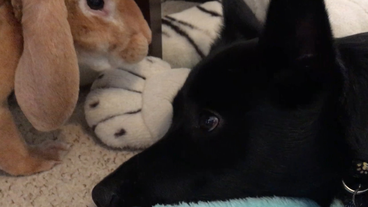 Puppy And A Bunny Rabbit Adorably Relax Together