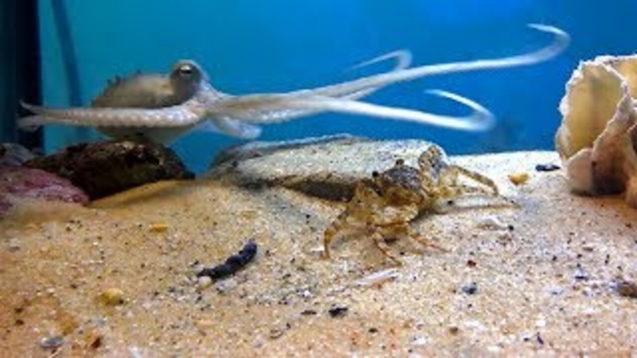 Octopus Crab Feeding