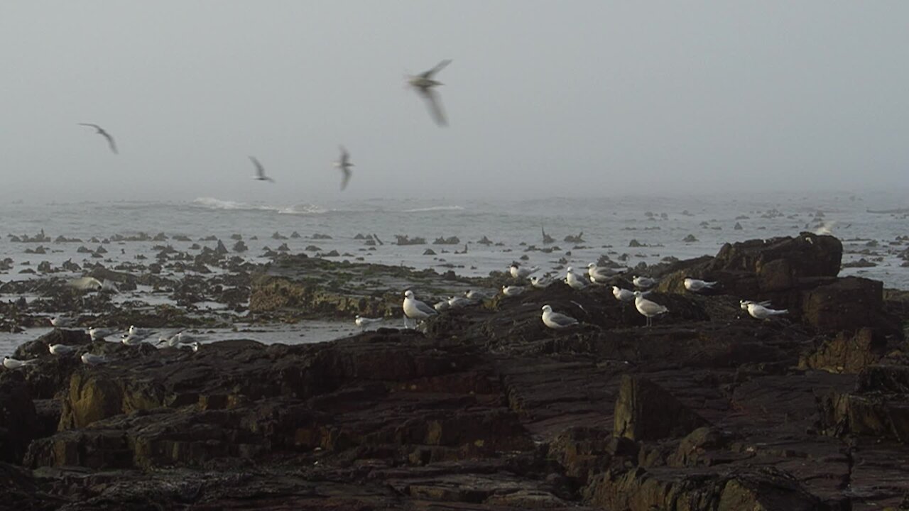 SOUTH AFRICA - Cape Town - Mouille Point standalones (Video) (D7q)