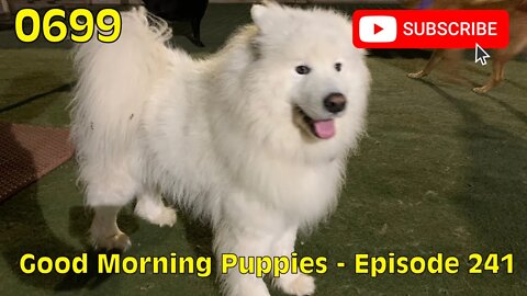 [0699] GOOD MORNING PUPPIES - EPISODE 241 [#dogs #doggos #doggies #puppies #dogdaycare]