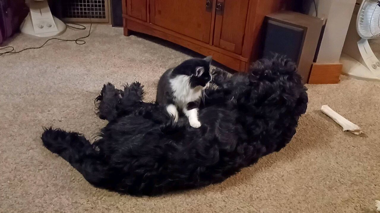 Cat wants to cuddle with dog. Gets a bath instead.