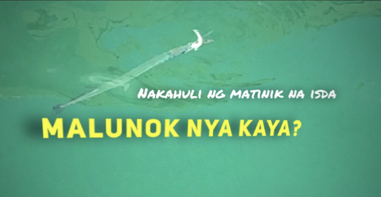 Nakahuli ng napakatinik na isda, Malunok nya kaya?