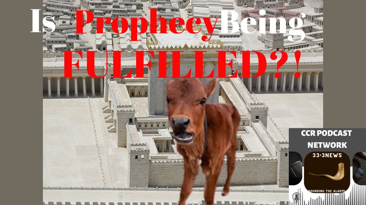 33:3 News - Is The Red Heifer Prophetically Important?
