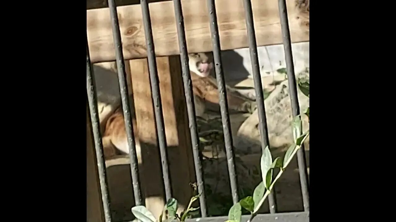 Puma #shorts #animals #zoo #fyp