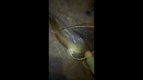 Catfish Hunter!