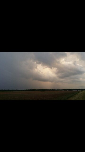 Mating Call Of A Fox - (Audio Only)