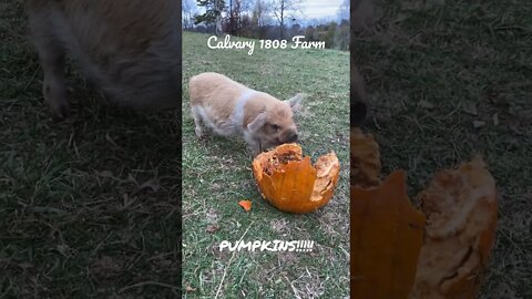 Forest enjoys a pumpkin