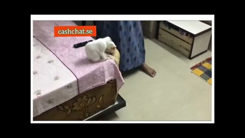 Just call it cat 🐈🐱 fight