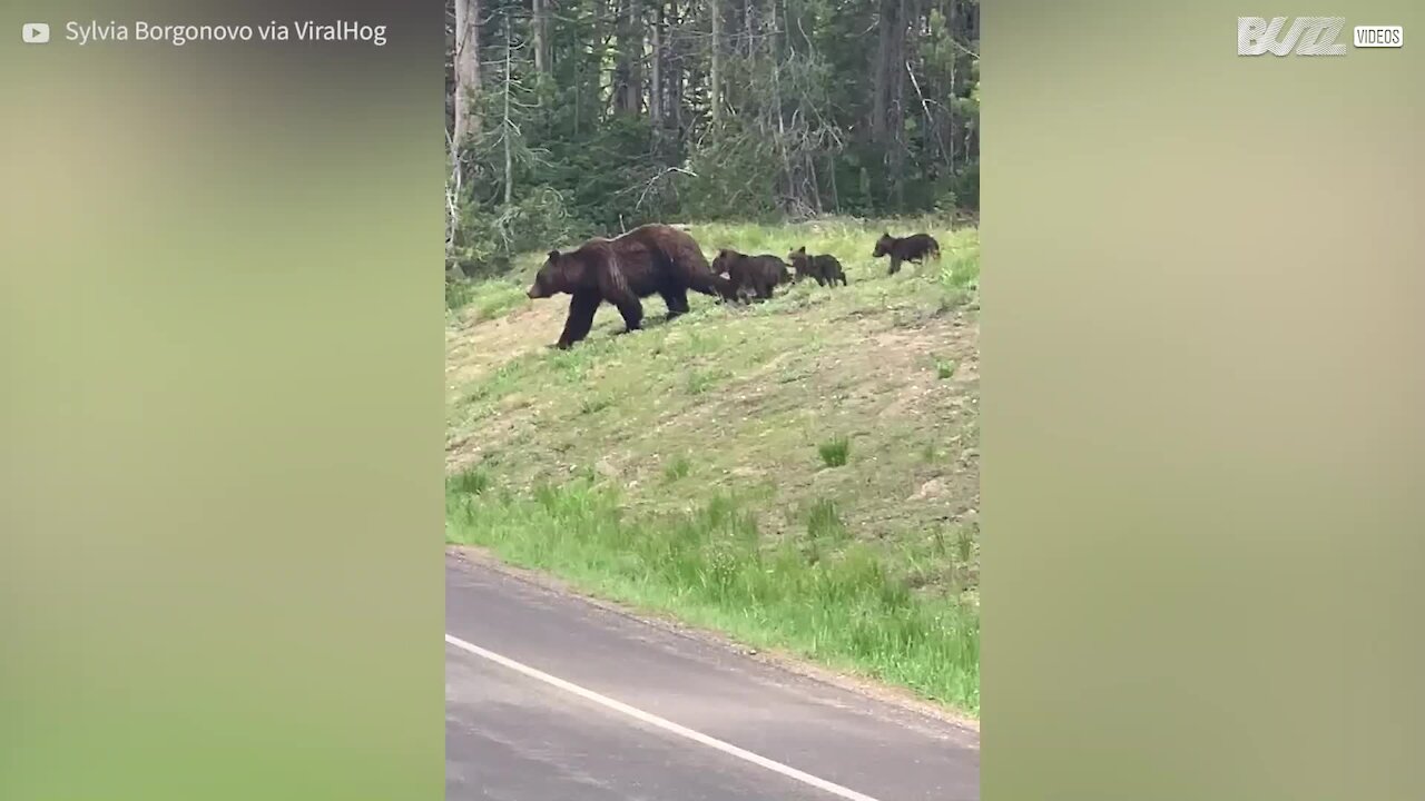 Une famille d'ours fait fermer une route pour traverser