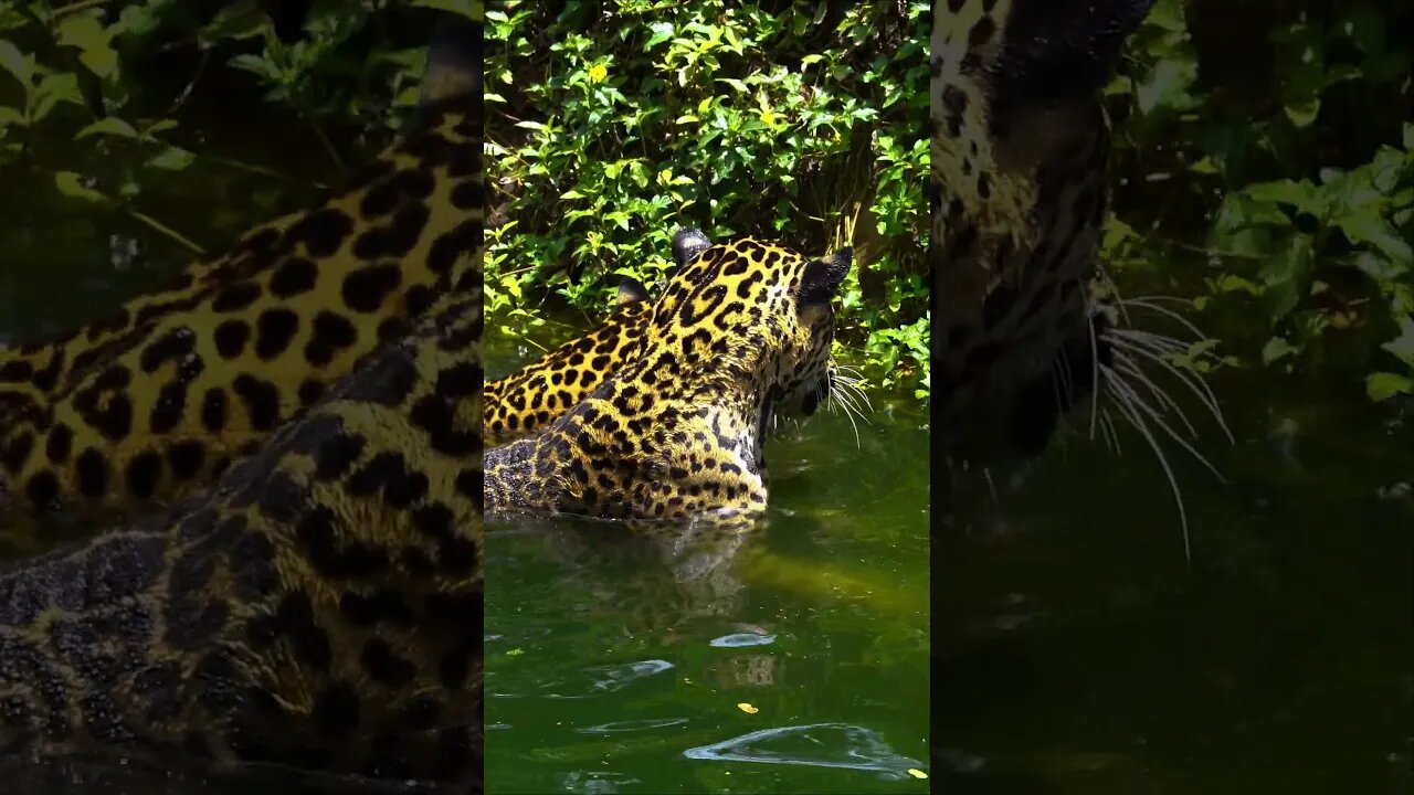 Jaguars Cooling Off #shorts #short