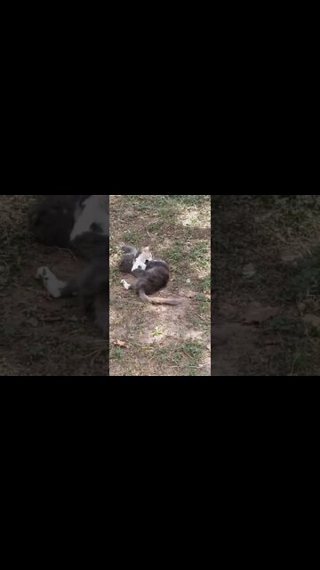 just two cats playing #youtubeshorts #cats #animals #funnyshorts #funnyanimals