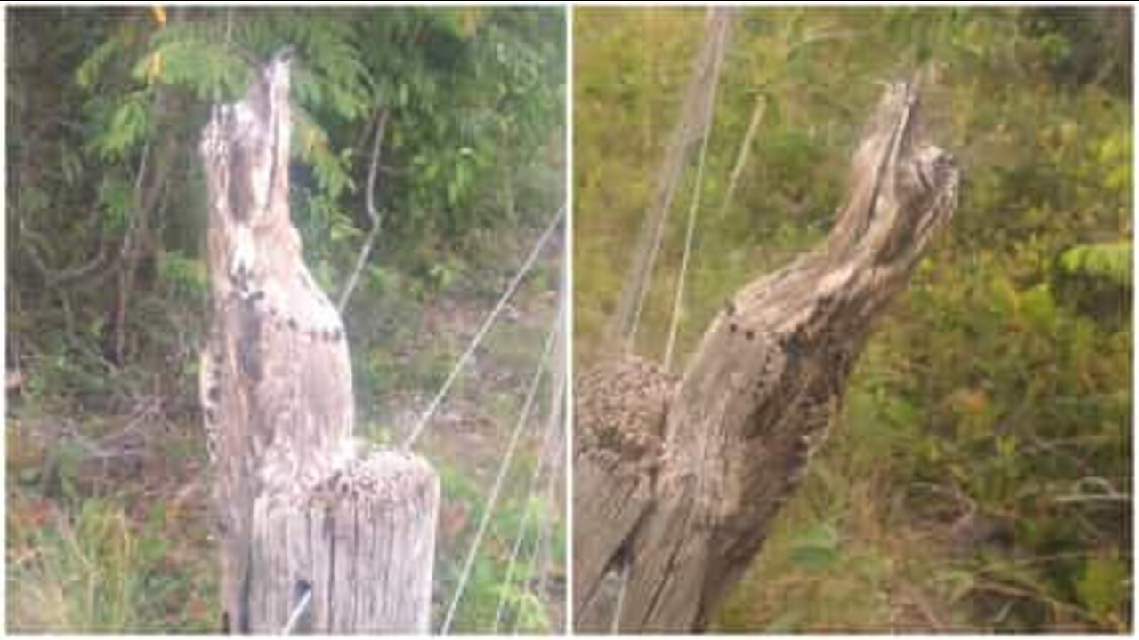 Cet oiseau est un professionnel du camouflage!