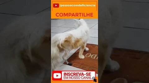 Vamos ver se o youtube vai mostrar este vídeo sobre Pessoa com deficiência