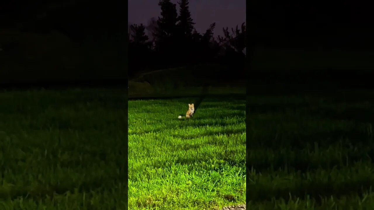 Fox Friend Chilling Out 🦊