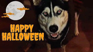 Werewolf Prank On 5 Dogs | Dogs Take Werewolf Down 👻