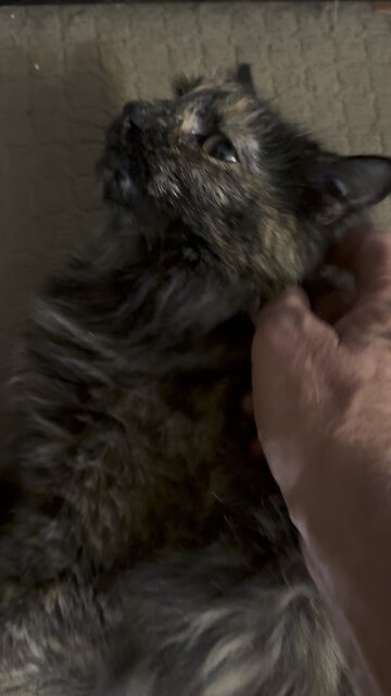 Did My Kitty Miss Me As I’m Home From Metal Detecting