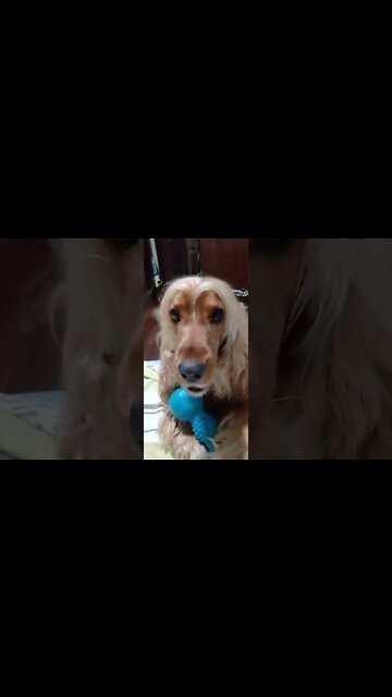 #dogshow , #animals , #dogs, #shorts