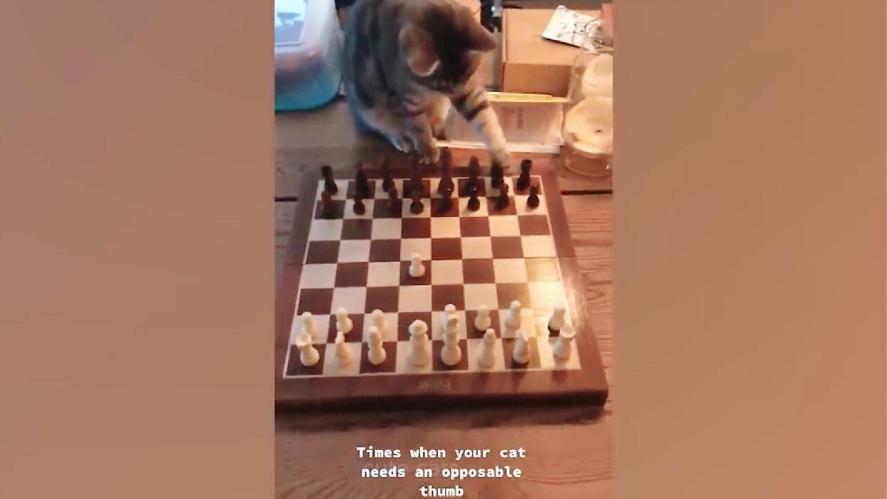 Cats with a special mindset🙀 Funny Cat Videos😹😹