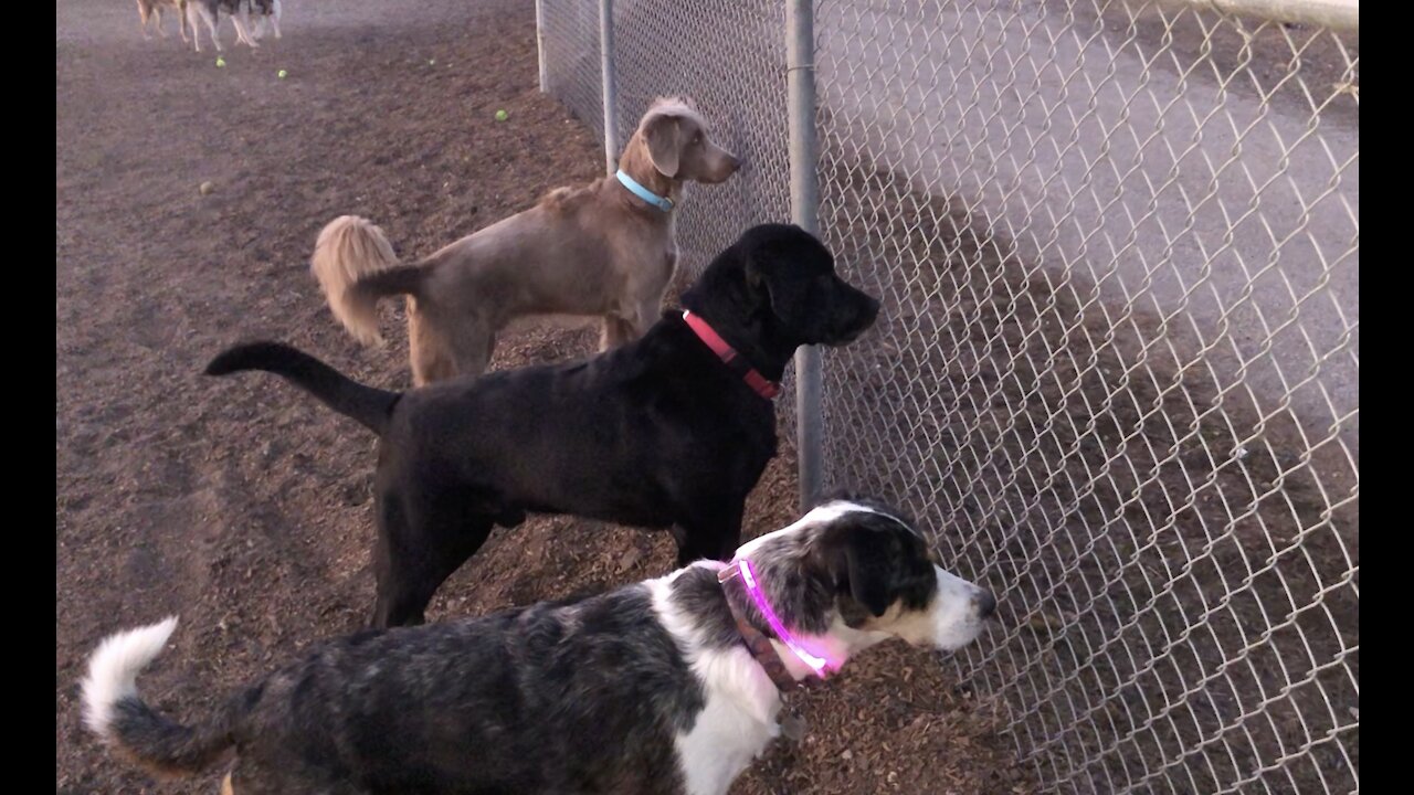 Pack of dogs bark and obsessively stare at bunny