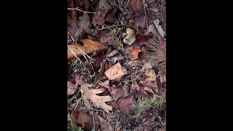 Leaves on the ground