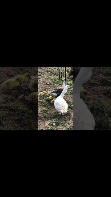 Goose and Gander free ranging with goslings