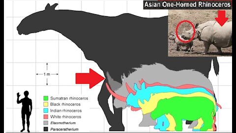 The Bible And Unicorns 🦄🤠🤦‍♂️😂 | 8:08 | "NathanH83" Video (Given Permission To Re-Upload)