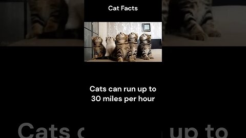 Cat Facts #shorts #youtubeshorts #cat #facts #Humor