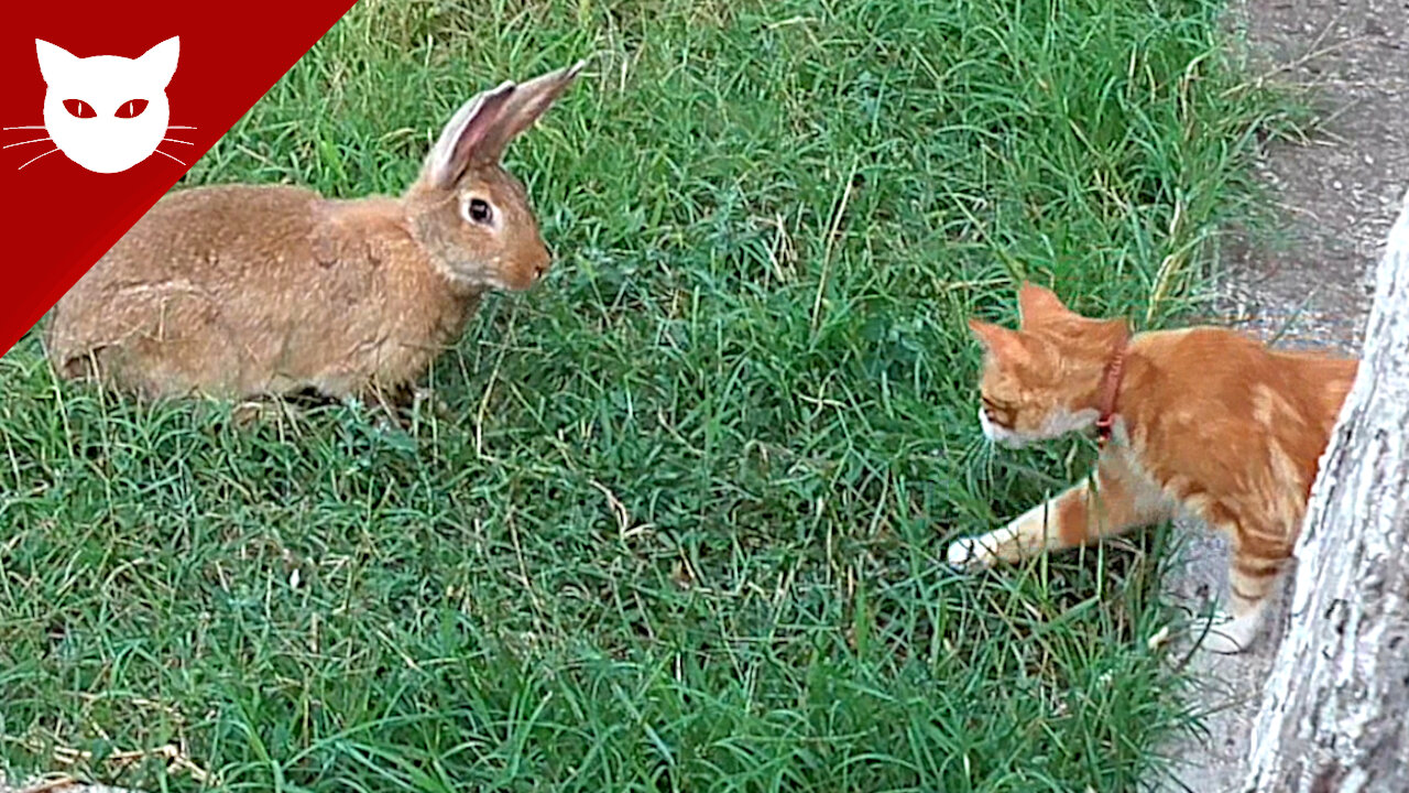 My Cat Annoys My Rabbits