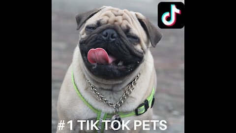 #1 TikTok Pets ♥