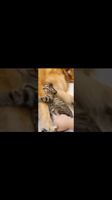 तेरी झलक | cat 🐱 dog 🐶 funny dance 💃 | #shorts #short #viral video #shortsbreak #shortsfeed