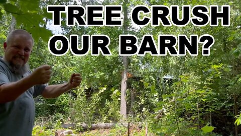 Dropping a Tree that's over the Barn