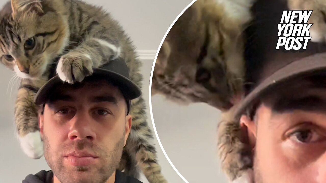 Clingy cat's hat hack backfires