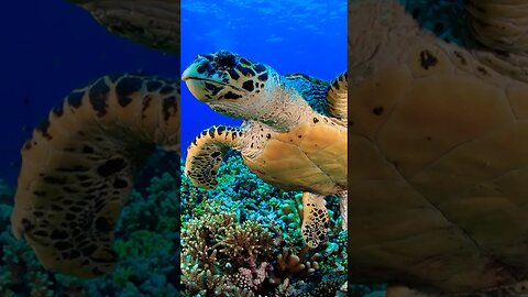 Sea turtle #shorts #viral #ocean