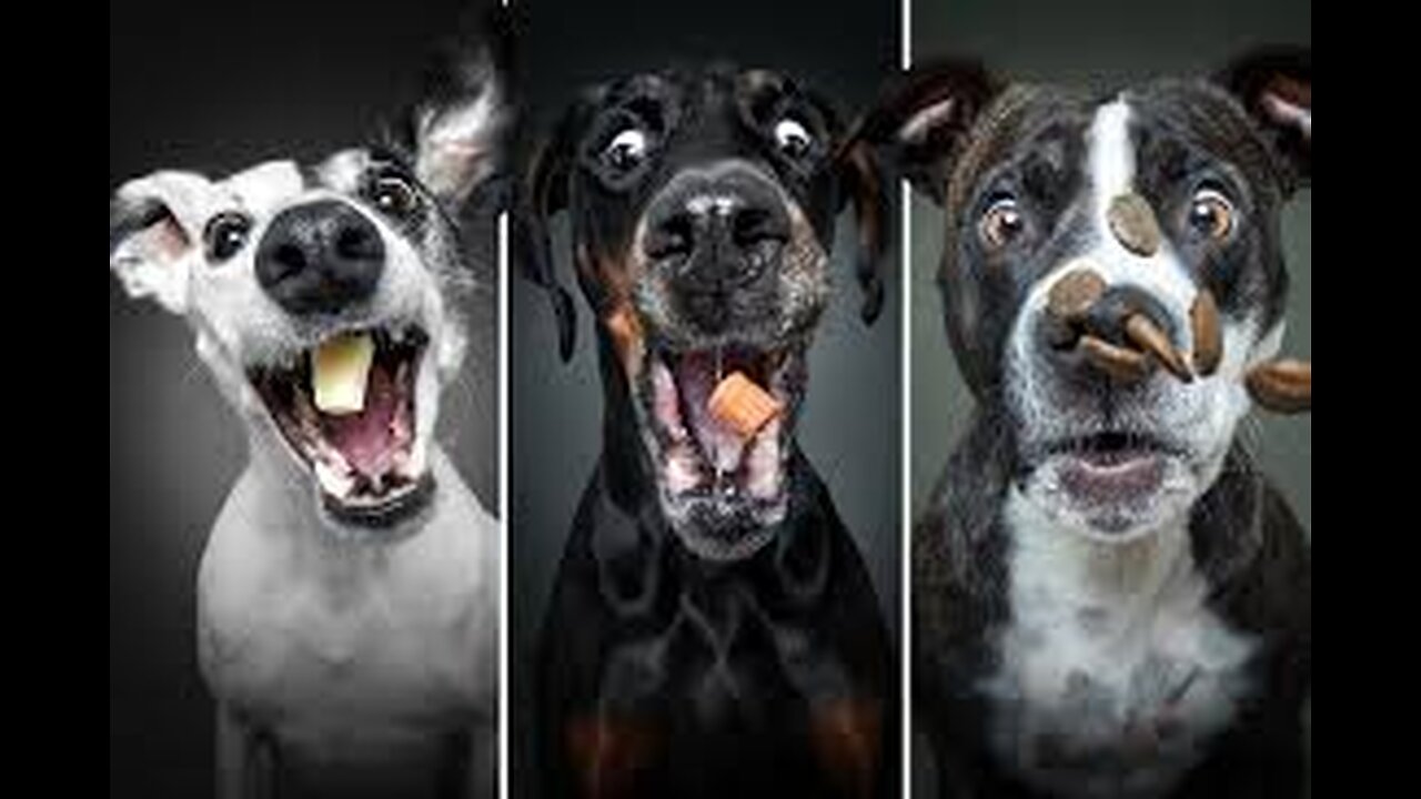 Funny Animal Video