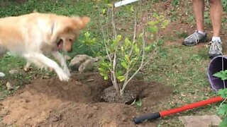 Golden Retriever proves to be a great gardener