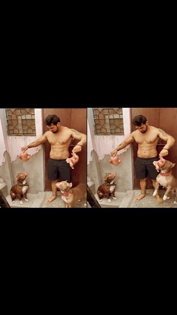 The dog is looking to eat chicken