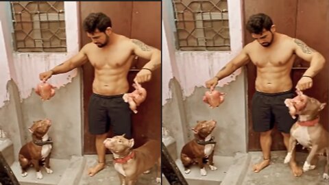 The dog is looking to eat chicken