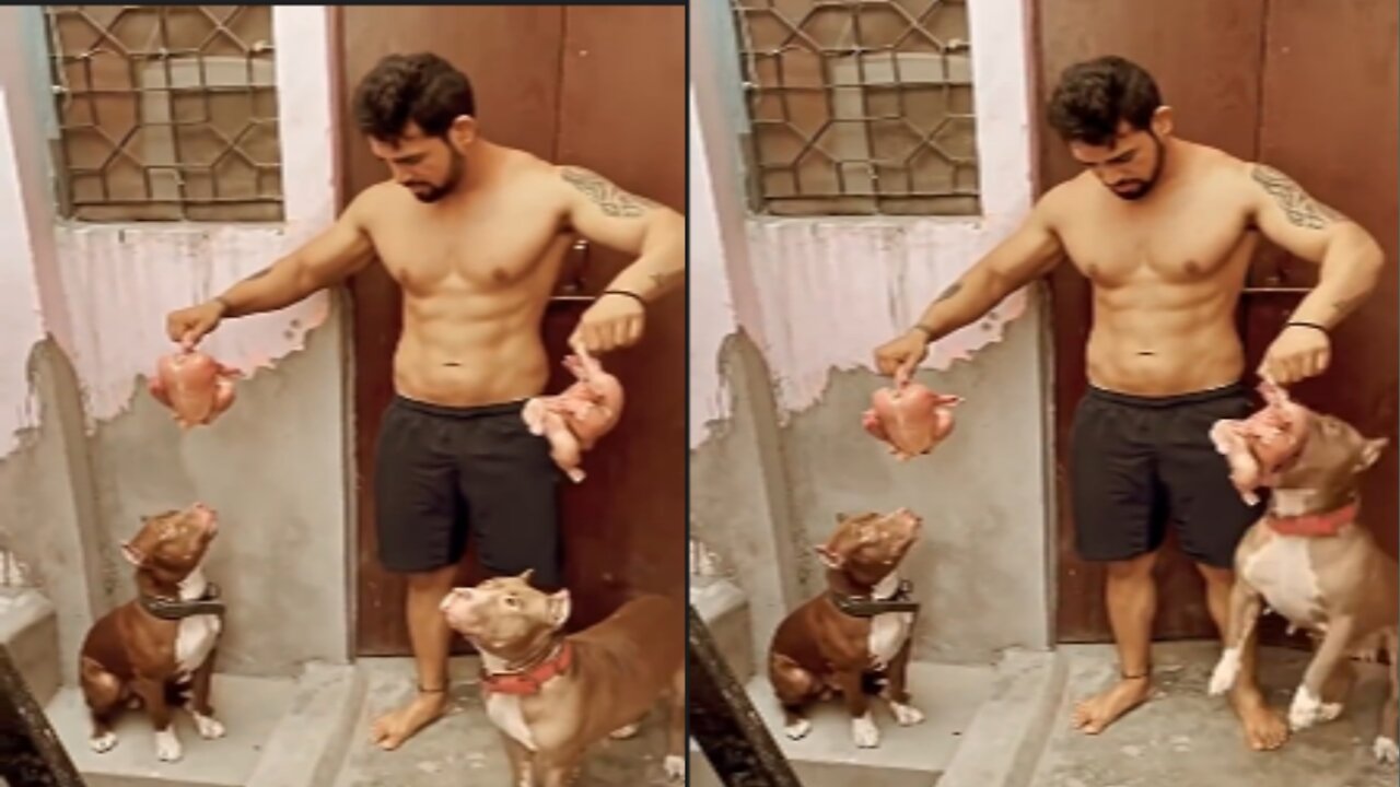 The dog is looking to eat chicken