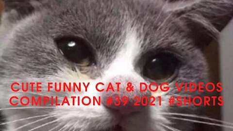 Cute Funny Cat & Dog Videos Compilation #39 2021 #Shorts