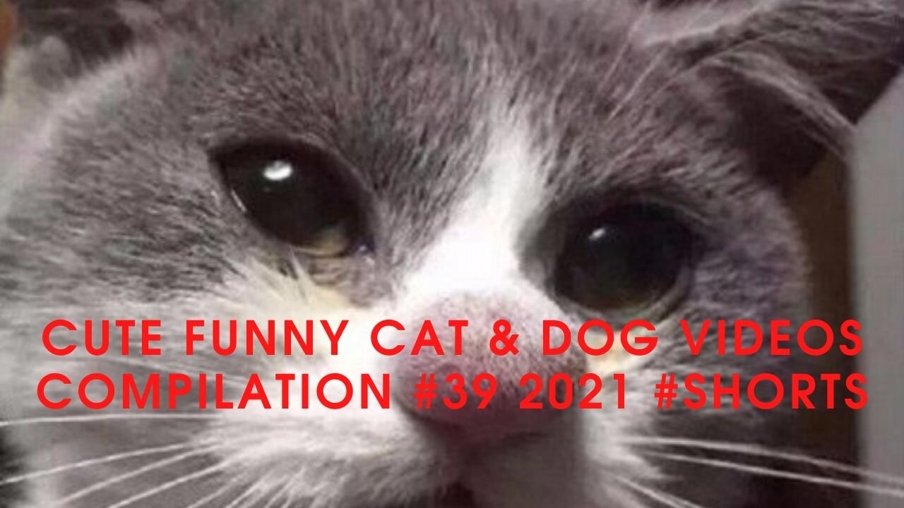 Cute Funny Cat & Dog Videos Compilation #39 2021 #Shorts