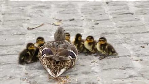 Family of ducks causes chaos on a Russian road