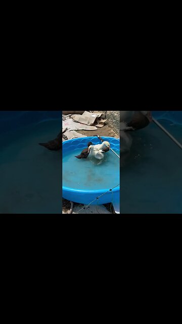 Are ducks and geese enjoying the water #hedgehogshomestead